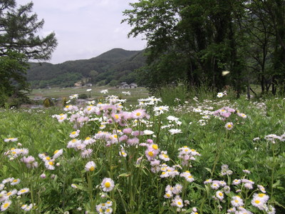 お花畑2.JPG